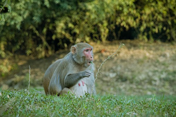 Développer une stratégie de communication pour gagner les élections municipales avec Politicae.fr